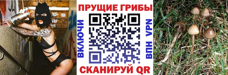 Псилоцибиновые грибы Psilocybe  мориарти клад  Топки 